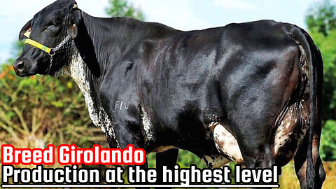 Breed Girolando: Production at the highest level