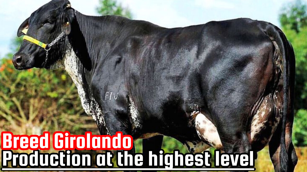 Breed Girolando: Production at the highest level