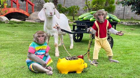 Touching moment YiYi and YinYin take goats to harvest vegetables to sell to feed piggy bank