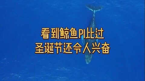 看到鲸鱼Pi比过圣诞节还令人兴奋