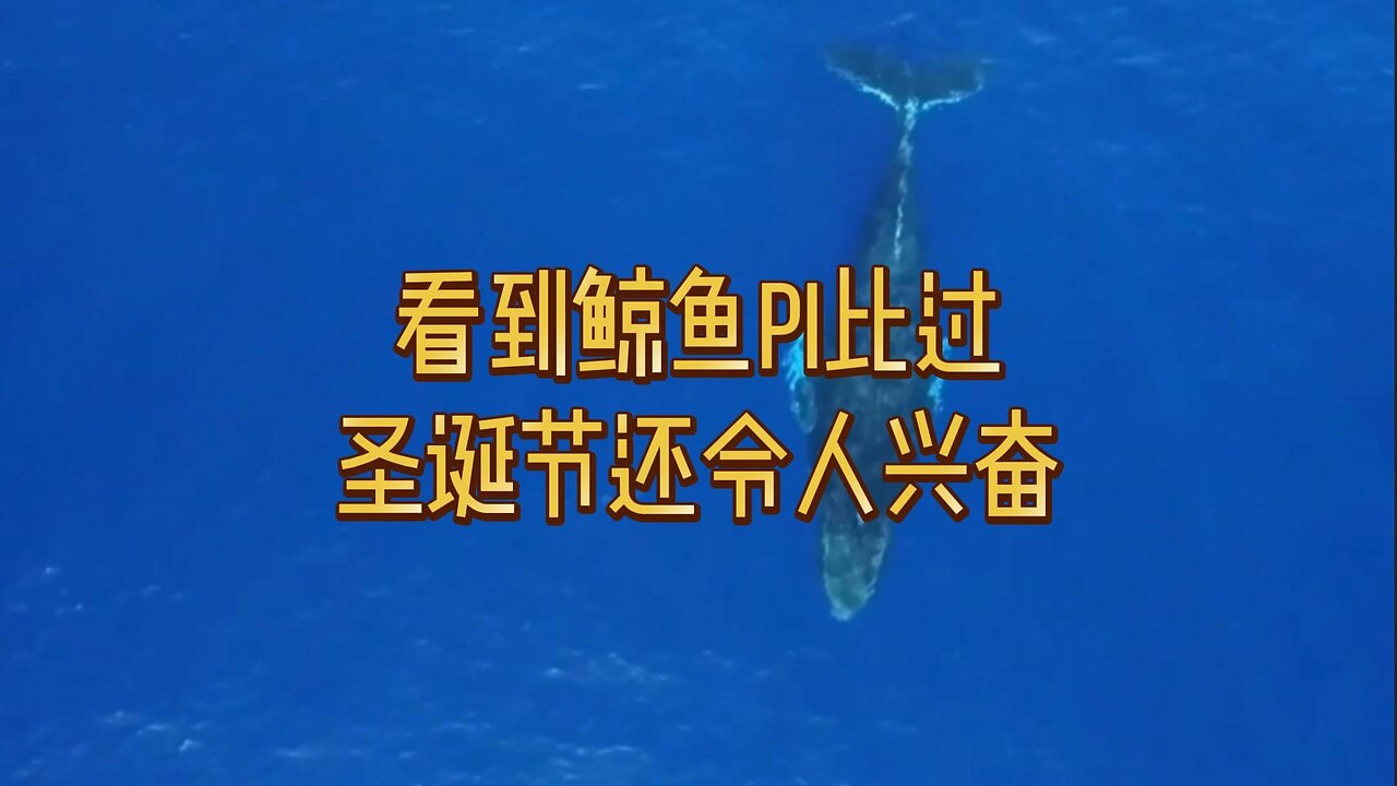 看到鲸鱼Pi比过圣诞节还令人兴奋