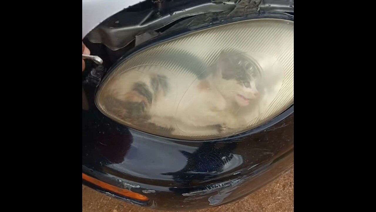 Quedan pasmados por el lugar donde hallan a un gato