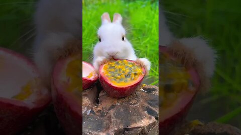 Little Rabbit Comes Out of the Hole Cute Pet Debut Plan Rabbit Pastoral Little Cute Pet