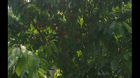 Homesteading Shorts: May Cherries