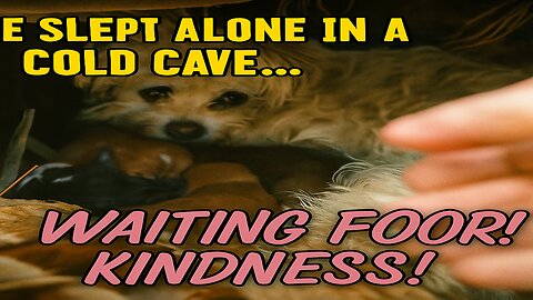 He Slept Alone in a Cold Cave… Until Kind People Changed His Life 😢