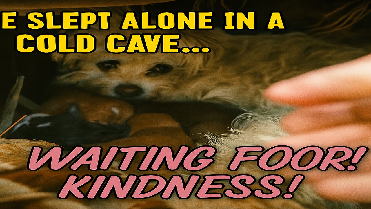 He Slept Alone in a Cold Cave… Until Kind People Changed His Life 😢