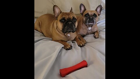 Live #8:Walk in Mojave Desert with Frenchies