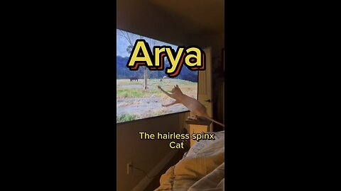 Arya the hairless spinx cat enjoying some quality TV time.