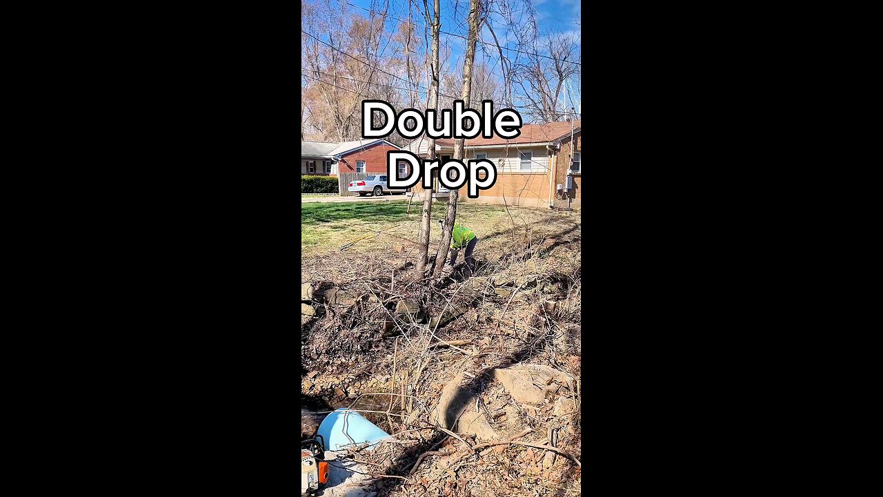Dropping a Cherry Tree Bound by Vines—Precision Cut Across a Ditch!