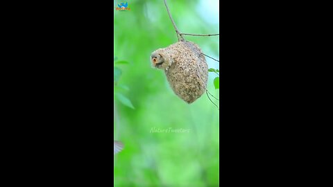 wow Bird 🐔🕊️🕊️ life
