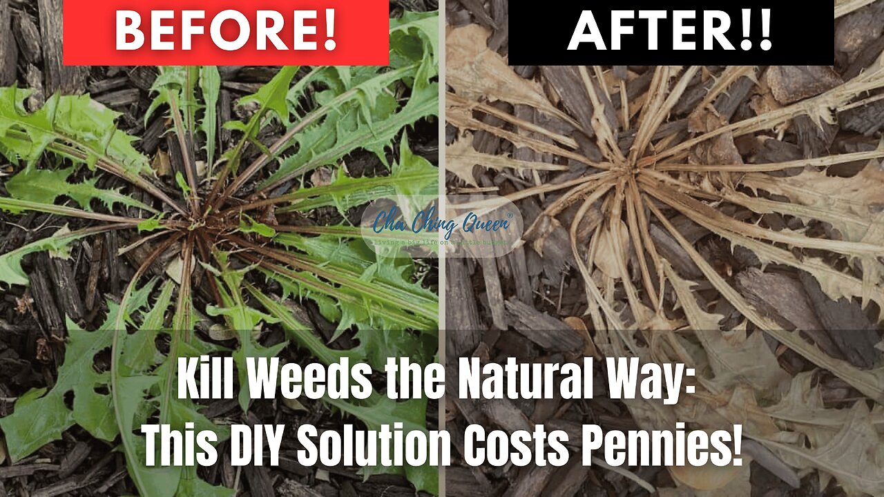 🌿Kill Weeds the Natural Way This DIY Solution Costs Pennies! #gardenhacks #momhacks