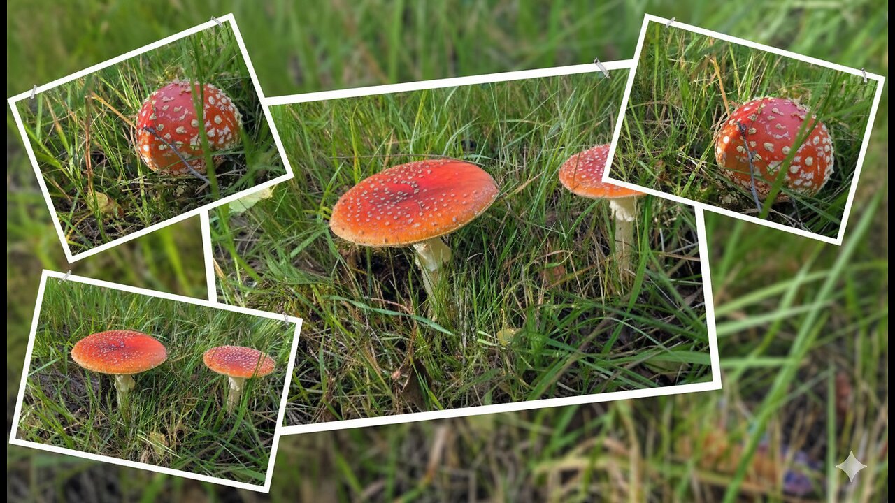see what I found today!