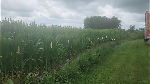 Children of the Corn