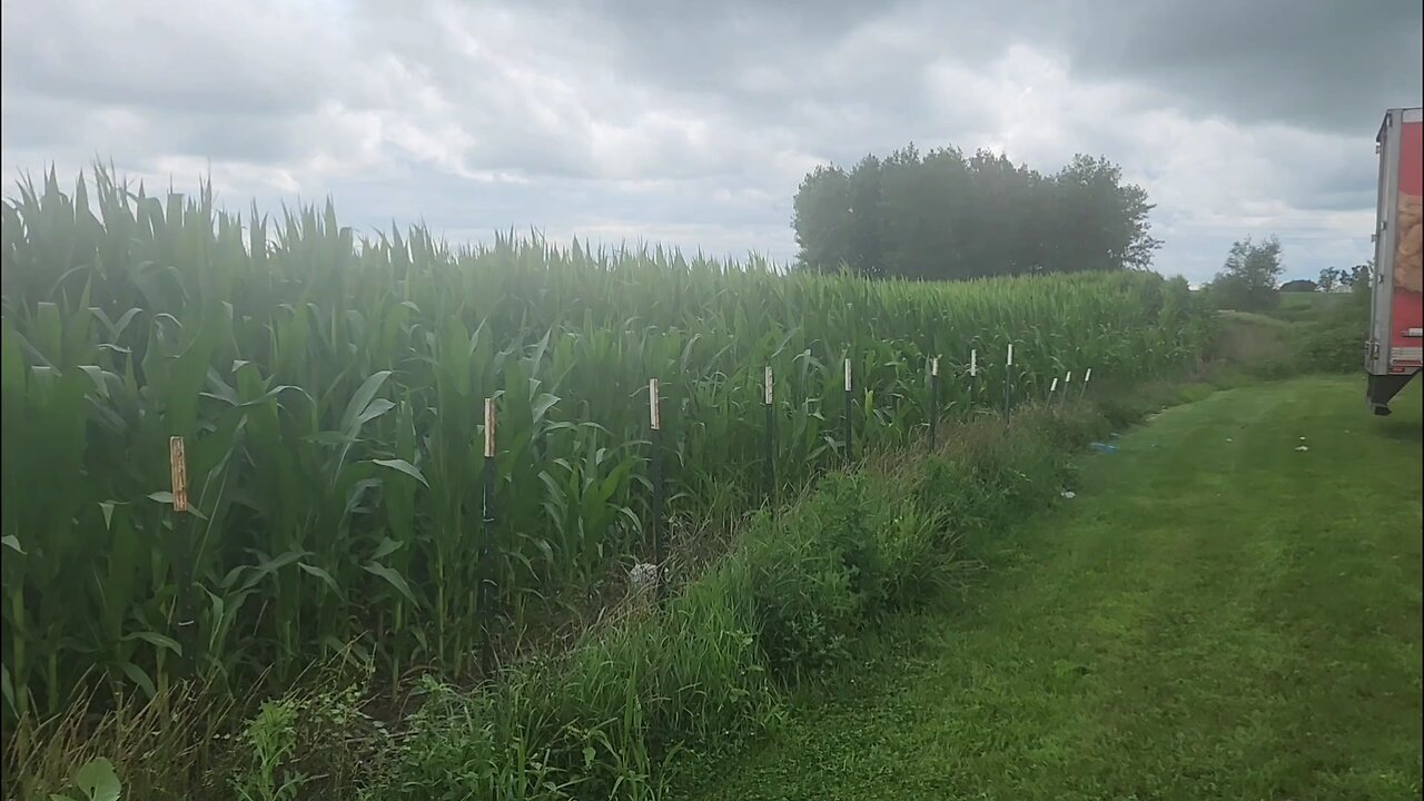Children of the Corn
