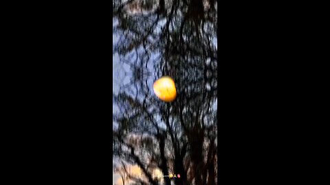 foryoupage#viralvideo