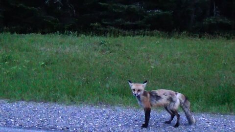 Red Fox