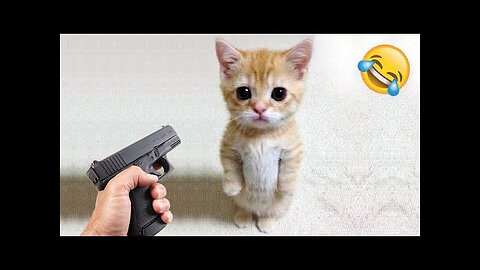 Funniest Cats and Dogs 🐶🐱 | Funny Animal Videos