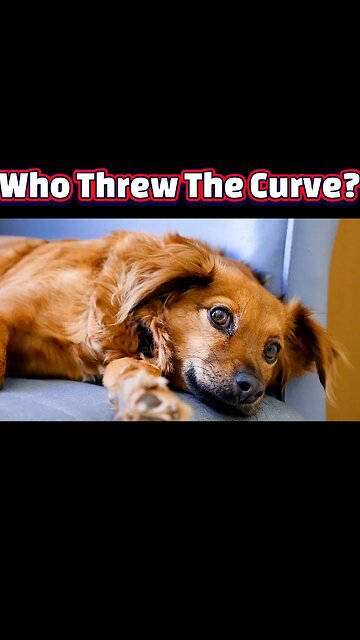 Pawsitive Proof: Signs Your Dog Knows You Better Than You Think!