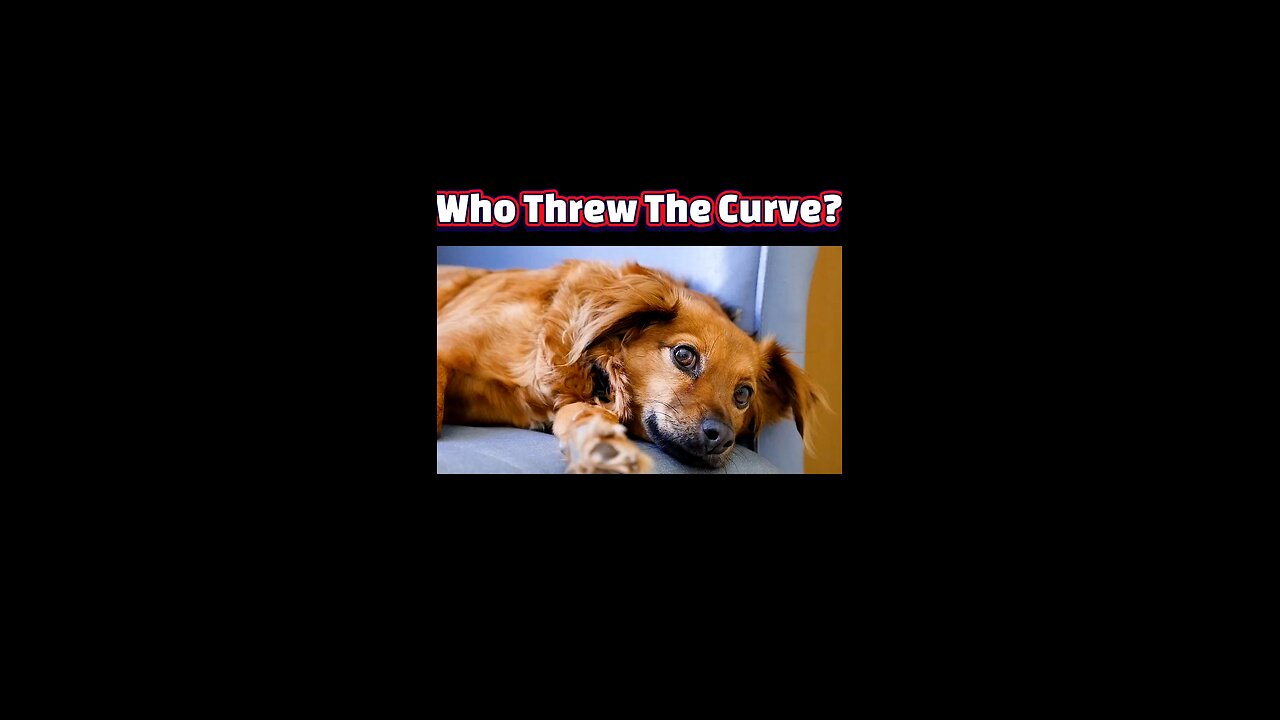 Pawsitive Proof: Signs Your Dog Knows You Better Than You Think!