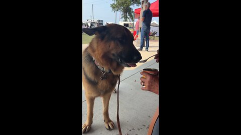 German Shepherd