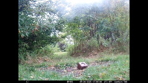 Deer Cam 09 20 2025 Doe Game Cam Trail Cam