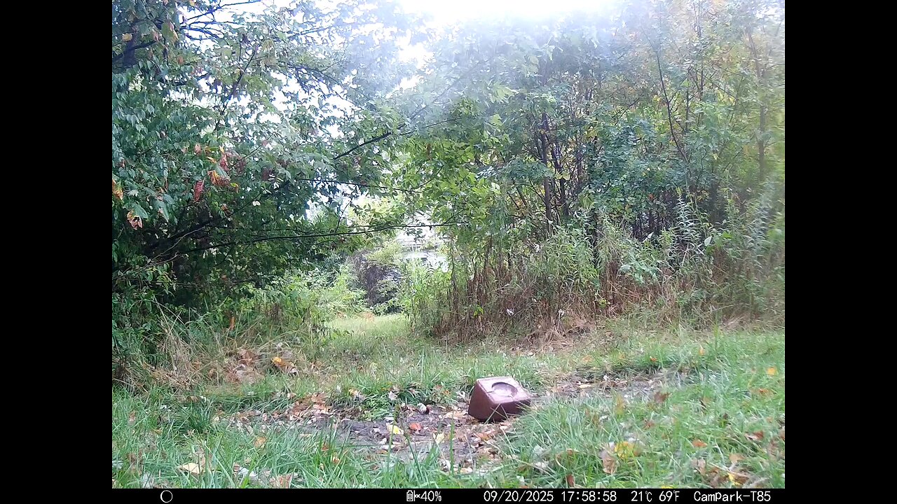Deer Cam 09 20 2025 Doe Game Cam Trail Cam