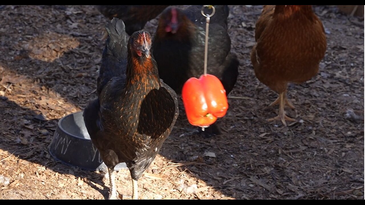 Trying to keep chickens entertained with vegetables (red bell pepper).