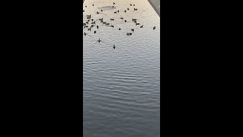 Mallard Ducks 🦆 #mallardducks #ducks #duck #swimming #shorts #subscribe #viral #trending