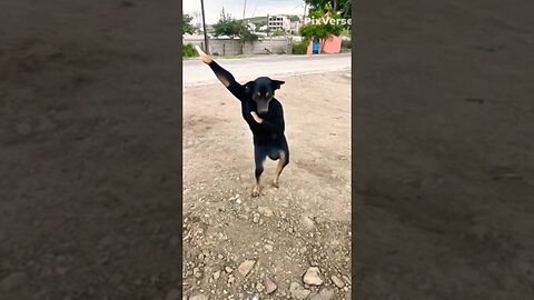 funny dance