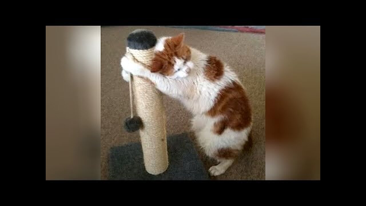 NOTHING will make you LAUGH SO HARD AS THIS WILL! - Best FUNNY ANIMAL videos