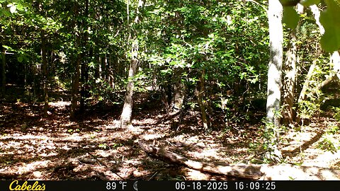 Trailcam