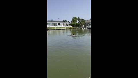 Dolphins Come To Visit! | 4K