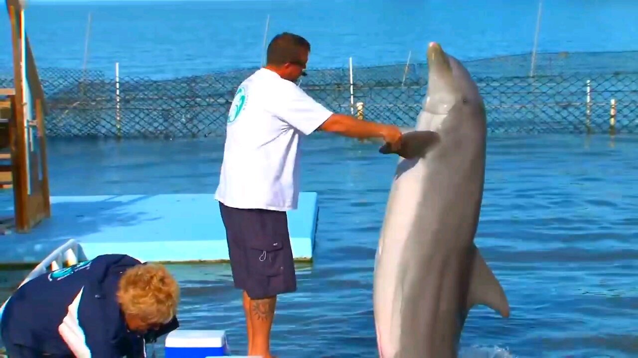Dancing 🎶 Dolphin 🐬
