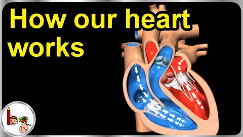 How our heart work _ structure and function _3d Animations _ in English
