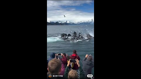 whale ponds use"bubble nets"to hunt fish