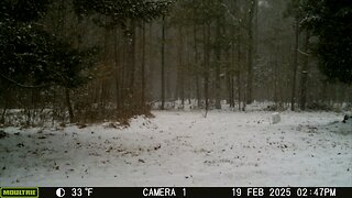 Nature Deer