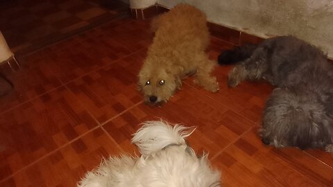 Perritos y noche de Tacuarembó, Uruguay 30/12/2025