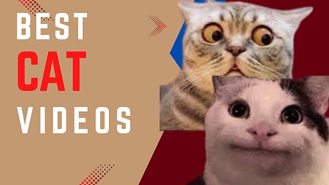 Best cat videos. Enjoy