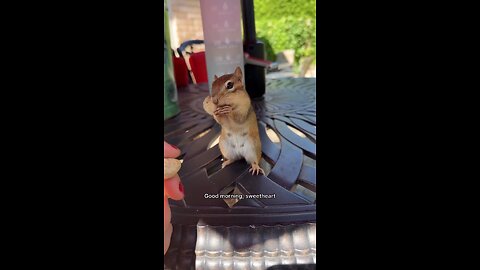 Squirrel gets to enjoy his nuts