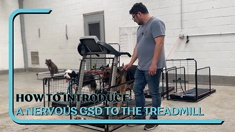 How To Introduce A Nervous German Shepherd To The Treadmill