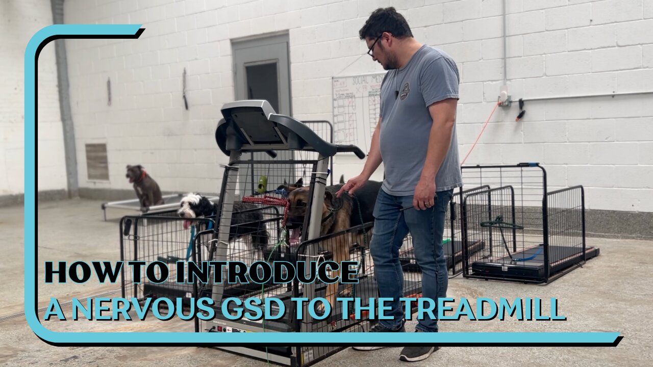 How To Introduce A Nervous German Shepherd To The Treadmill