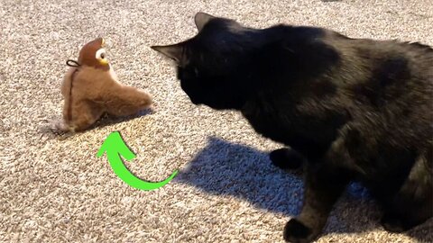 My Cat Loves this Flapping Bird Toy!!