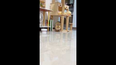 Crawling bloated kitten🐈