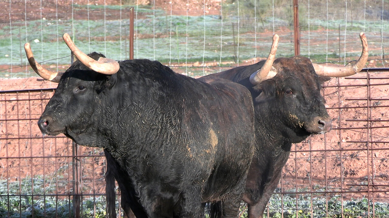 GANADERÍA SAMUEL E ISABEL FLORES