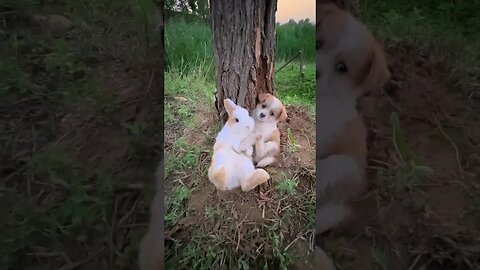 Dogs and bunnies snuggle with each other Cute pet debut plan Dogs and bunnies are cute little pe