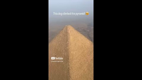 Dog Climbed the Pyramid 😱