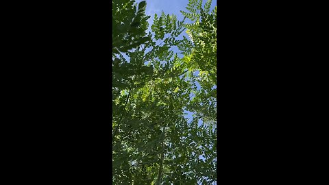 The Benefits of Moringa: 10 Reasons Why You Should Start Your Day with This Magical Leaf!