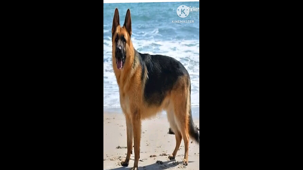 ai dog dance