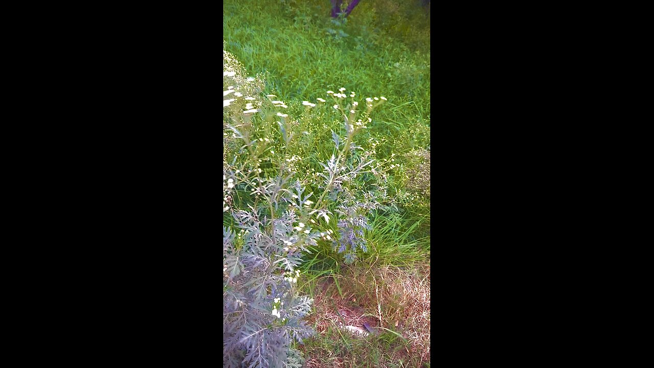Delicate White Blooms in a Verdant Field