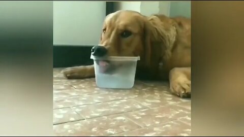 Funniest Animals 😂 Funny Animal Videos 🐒